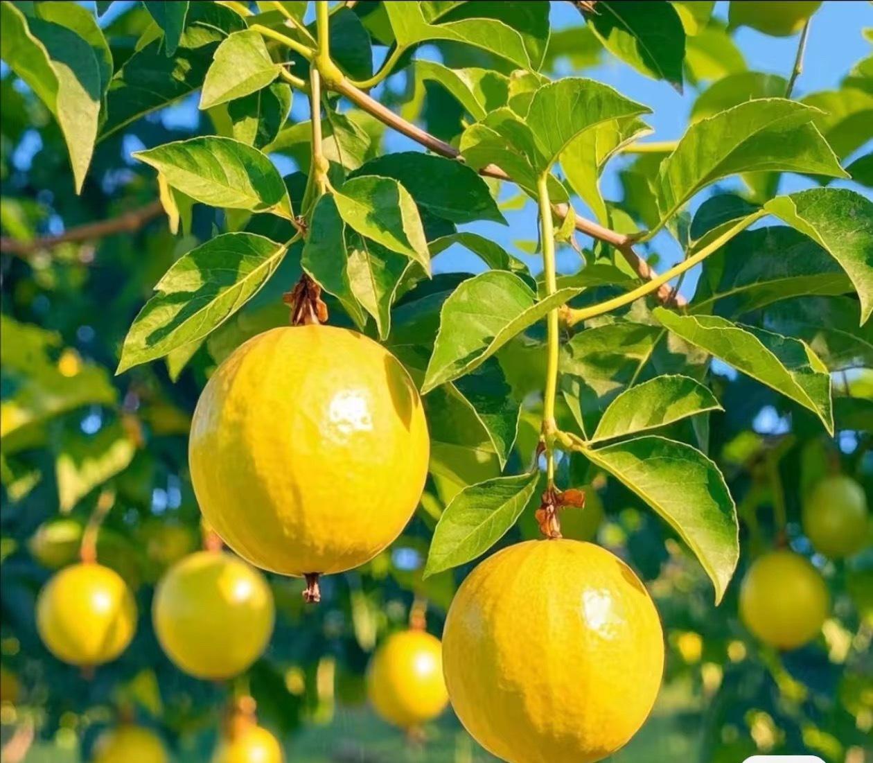 百香果种植1. 选排水好、光照足的地块，土壤以疏松肥沃的沙壤土为佳。2. 种子浸