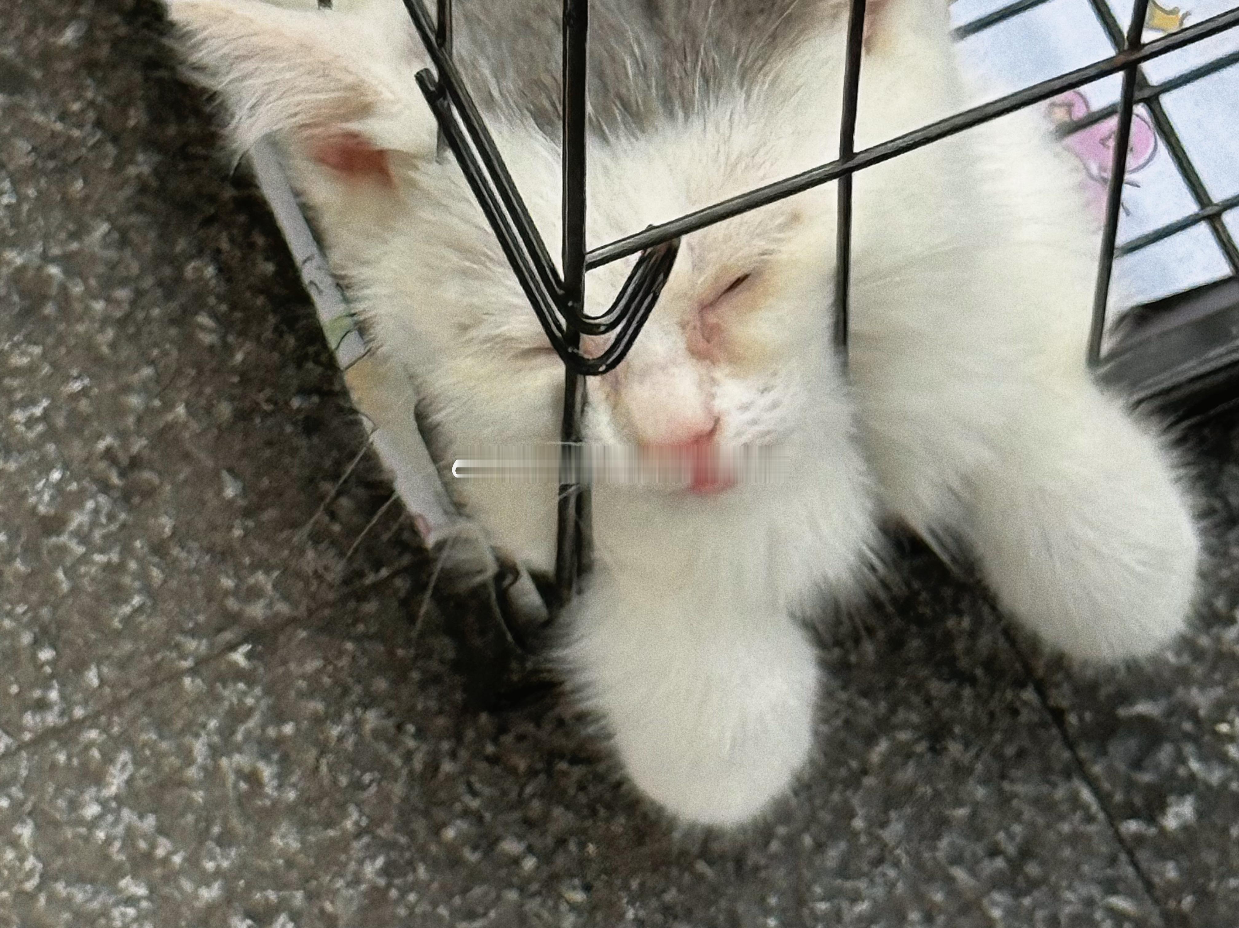 自从自己养了小猫咪后就更加见不得猫咪受可怜这么热的天 路边卖小猫的笼子里面你先小