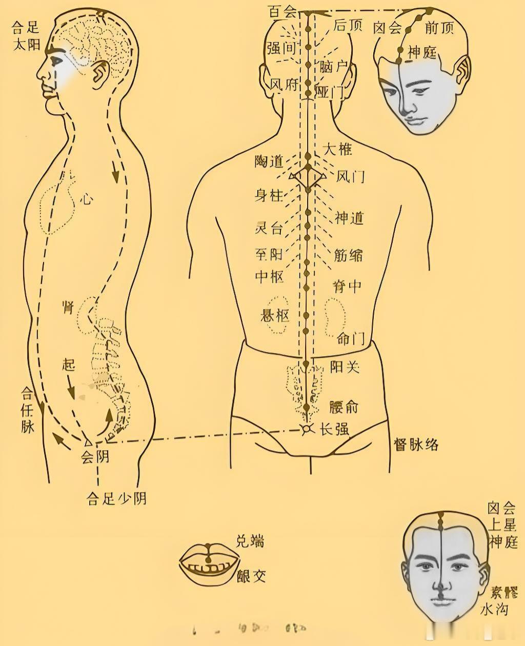 小儿推拿助生长发育六步骤第一步：揉百会百会穴是百脉汇聚之地，也是阳气汇聚之地。儿