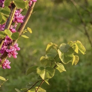 紫荆1. 栽培方式：普通园土、沙壤土均可栽种，耐轻度贫瘠；落叶丛生灌木，根系浅生