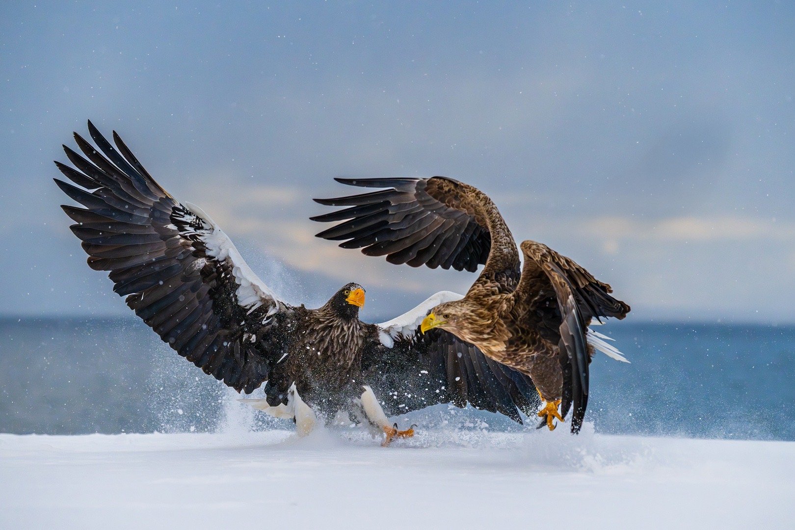 今天天气完美，以海雕的争食，打斗，作为收官之作吧！ 