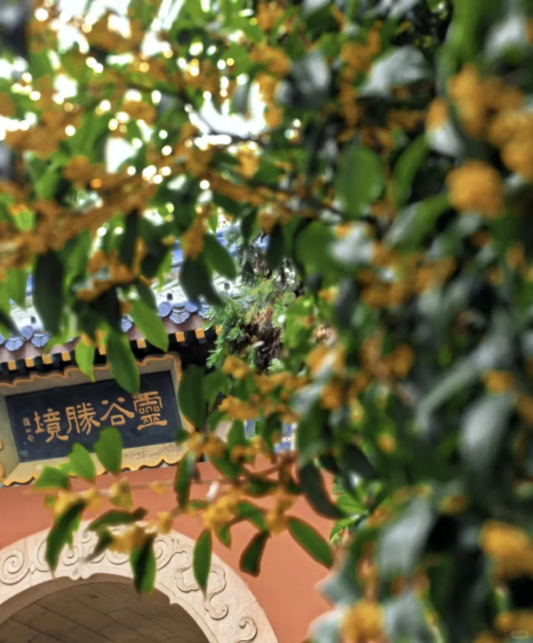 灵谷寺的秋天，氛围感绝了！！！