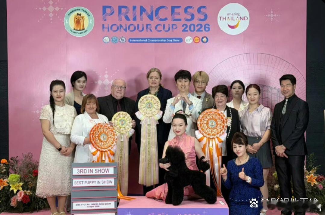 霍思燕的蒙古獒又夺冠了霍思燕带着蒙古獒参加FCI国际犬业联盟CKU国秀。最终，狗