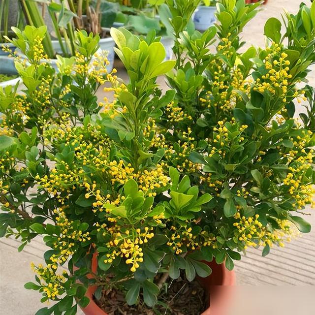 九种“喜酸花”，一个月一杯“酸酸水”，土壤酸溜溜，开花多又艳
养花这事儿，谁没踩