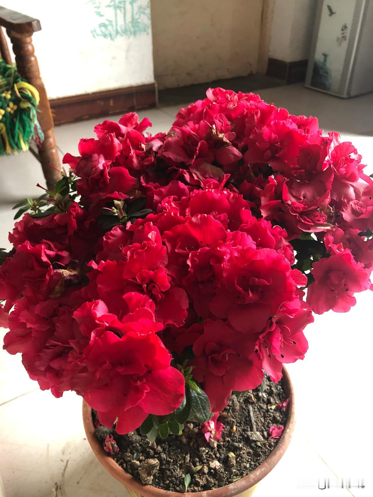 都说杜鹃花不好养，养不活，我前段时间花了40元买一盆，试试是不是真的
     