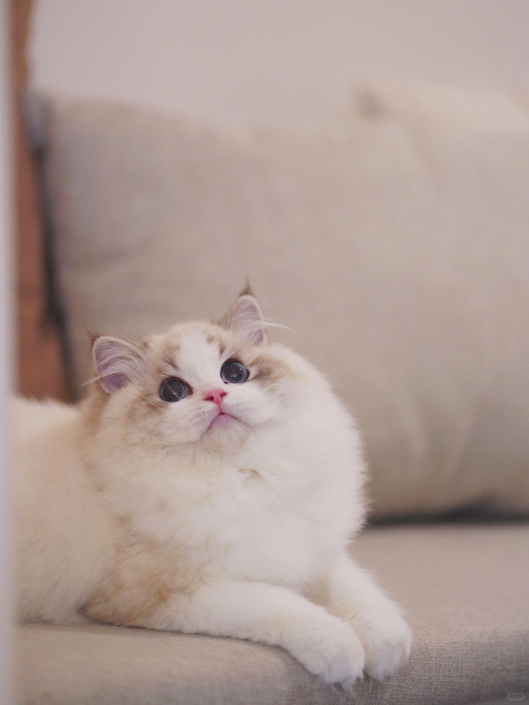 KERR布偶猫｜自留款海山妹妹❤️