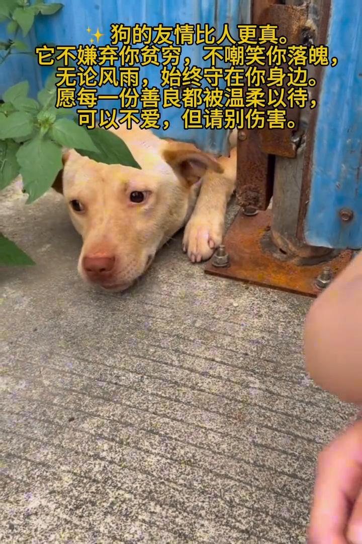 狗的友情比人更真。它不嫌弃你贫穷，不嘲笑你落魄，无论风雨，始终守在你身边。愿每一