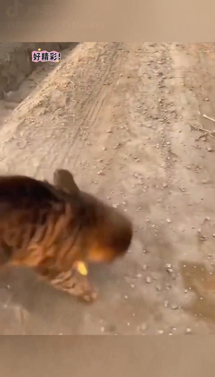 好精彩！猫咪挑战黄鼠狼，根本不是对手。
动物世界。
喜欢就点个关注吧！