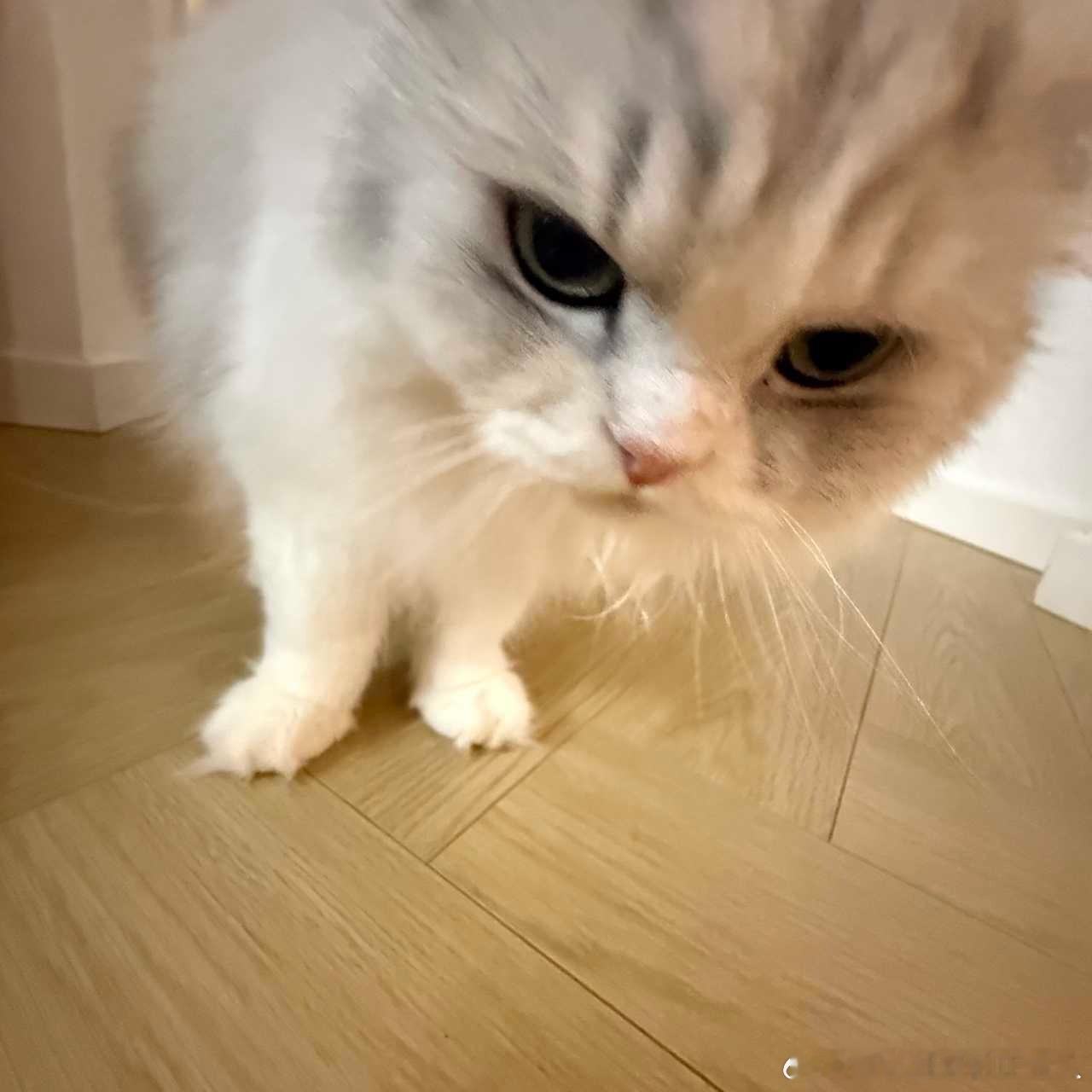不丢[超话]小丢会稍息😺 ​​​
