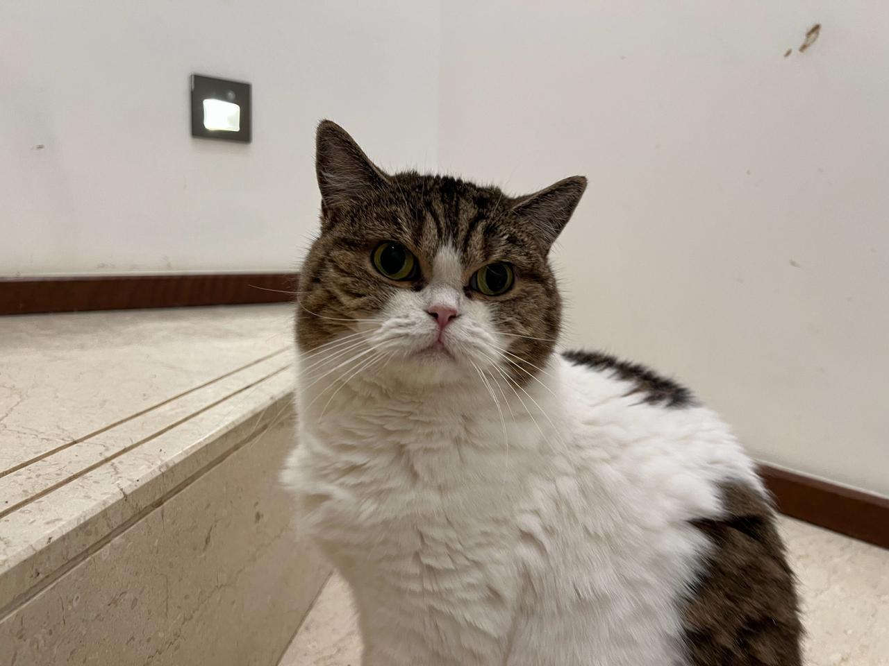 今日楼层值班小猫[灵光一闪]