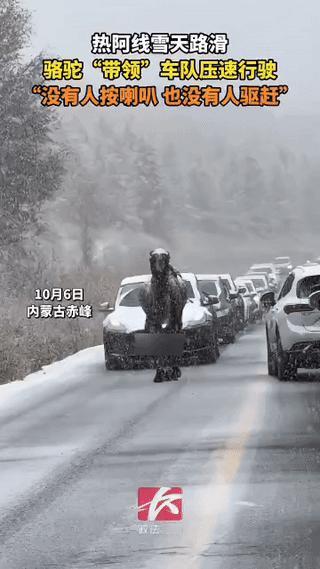 “万万没想到！”内蒙古赤峰，一只骆驼正慢悠悠在路上散步，殊不知它身后已跟着两列密