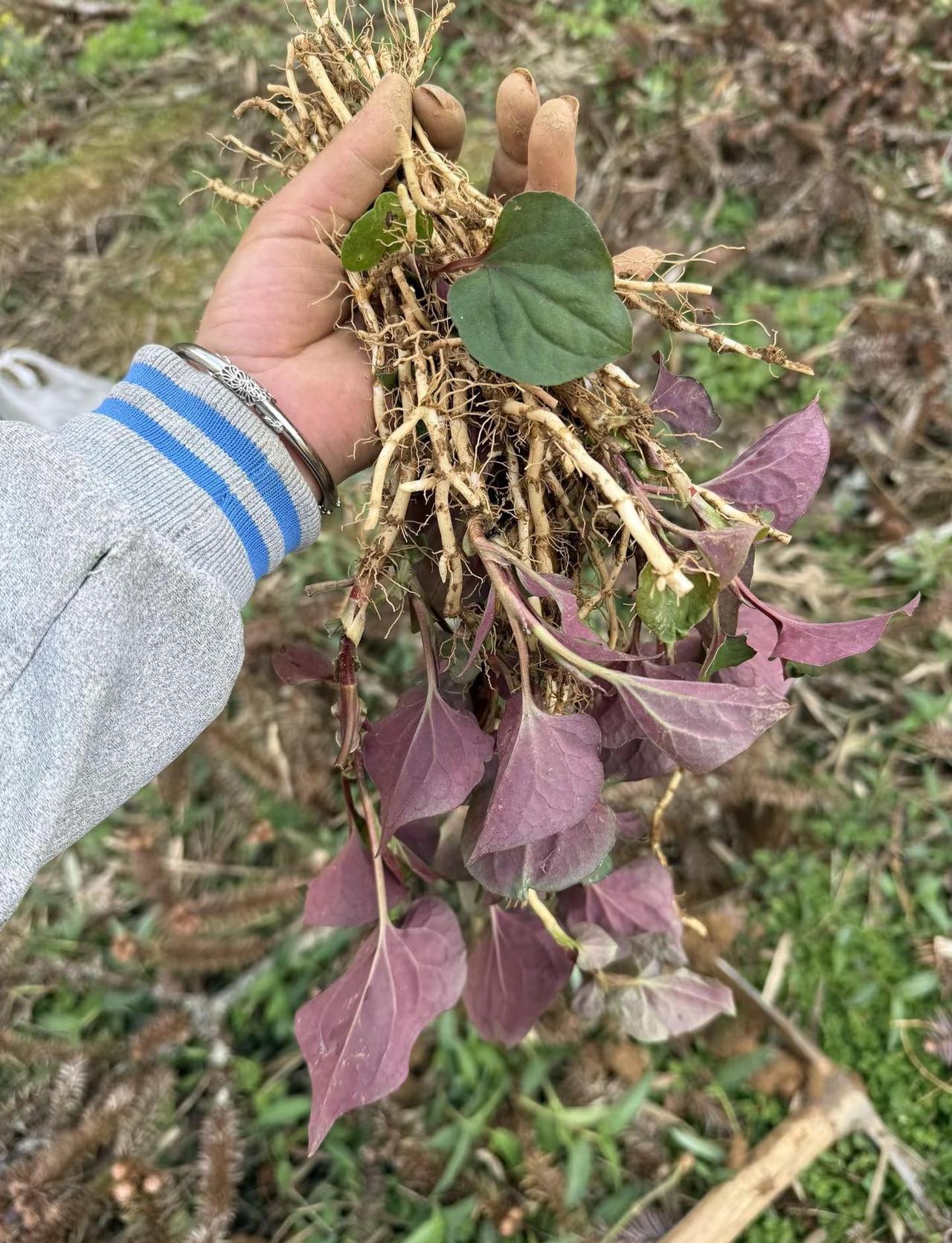 质疑王宝钏 理解王宝钏 成为王宝钏 超越王宝钏😎😎