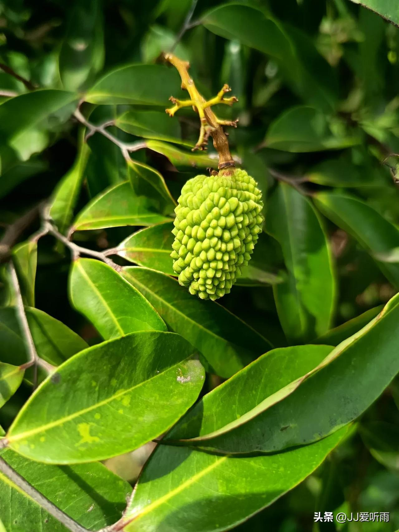 分享一张你最近随手拍的照片吧这是什么？