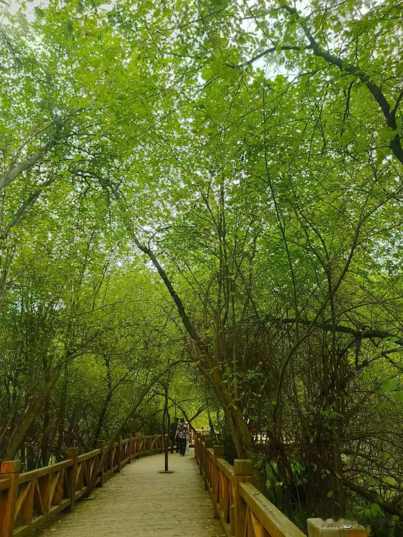 林中道。
绕口令:林中道，林在道中。人在林中走，道在林中行。

晨光从叶隙漏下来