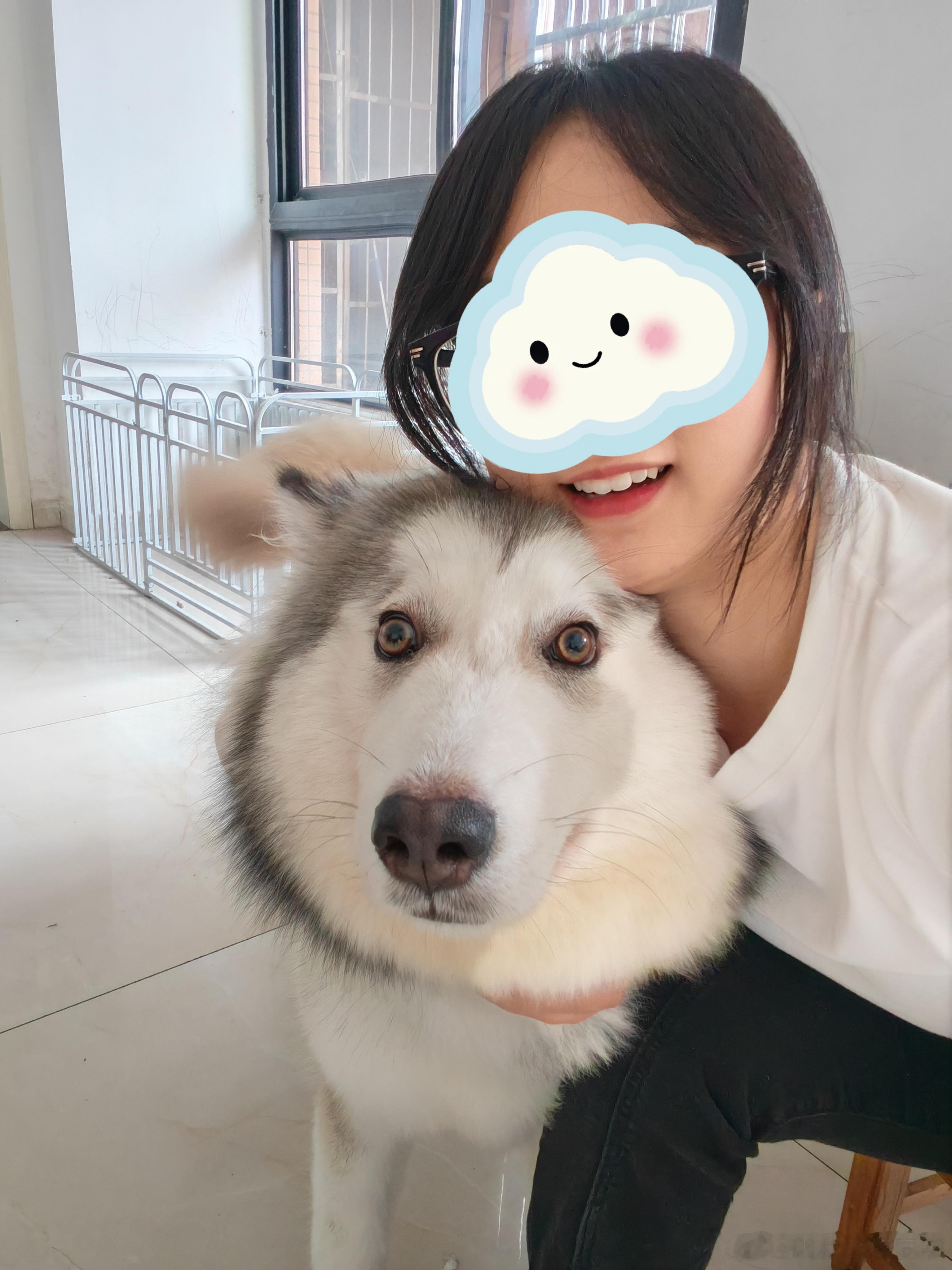 明明是一只阿拉，眼神清澈的像一只哈士奇[允悲][允悲] ​​​