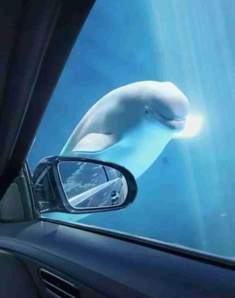 翔安隧道看海豚啦！[偷笑][偷笑]
带定位晒今日生活
我的今日状态：😁轻松愉快