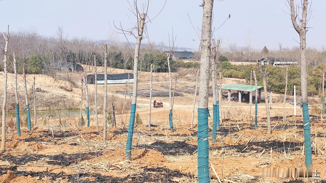 植树造林，打磨石岩水库