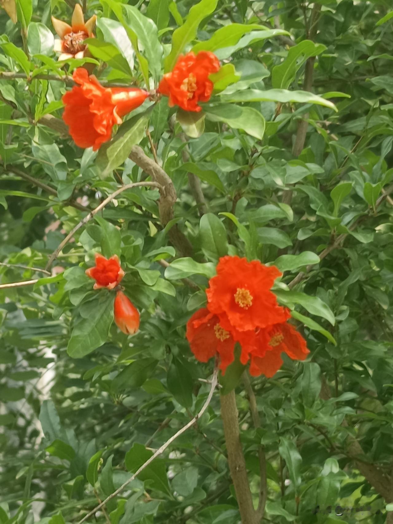 虞美人·芒夏夜雨寄怀

清晨雨后凝新露。荷绿榴红著。
淡云朗日麦蝉鸣。一抹艾香缭
