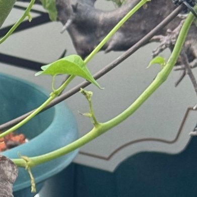 龟甲龙（Dioscorea elephantipes）- 光照：充足散射光，每天