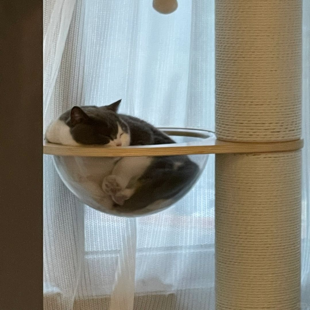 盆盆菜