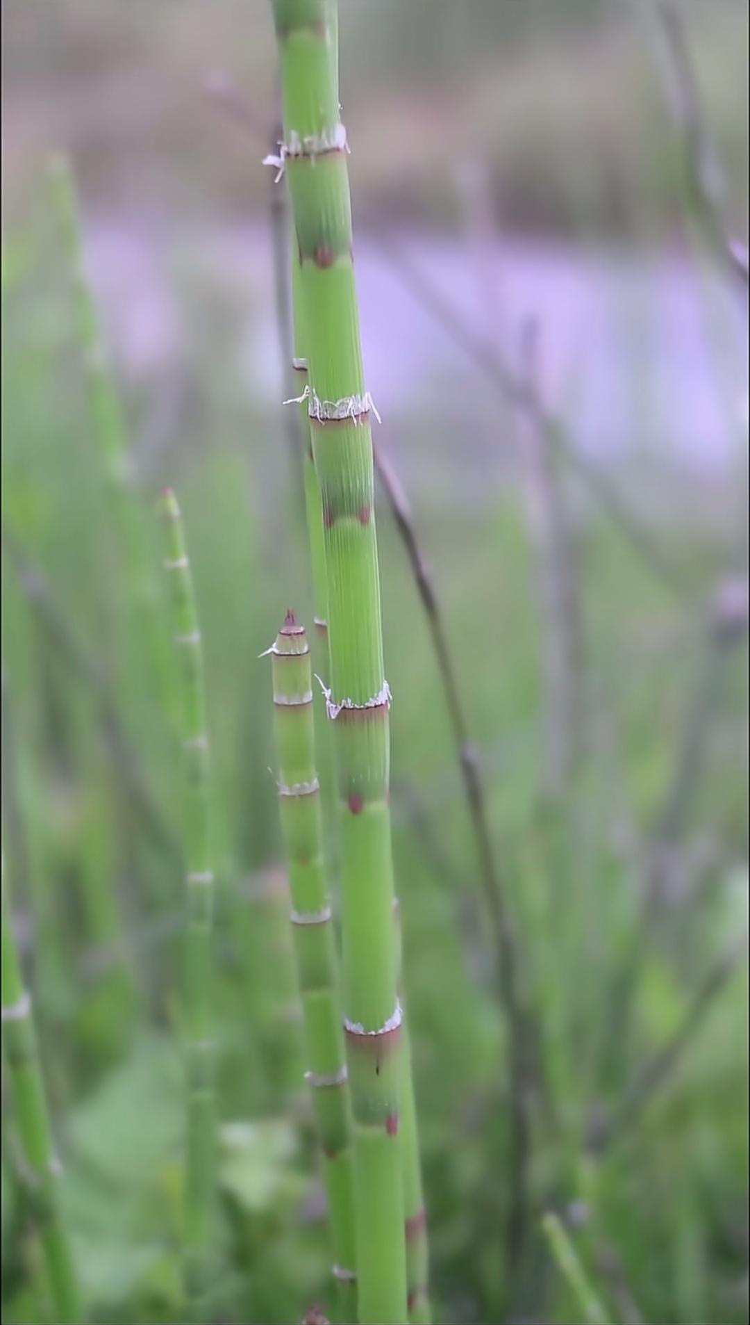 中医式生活 只看照片还以为是甘蔗呢，原来是木贼！ 