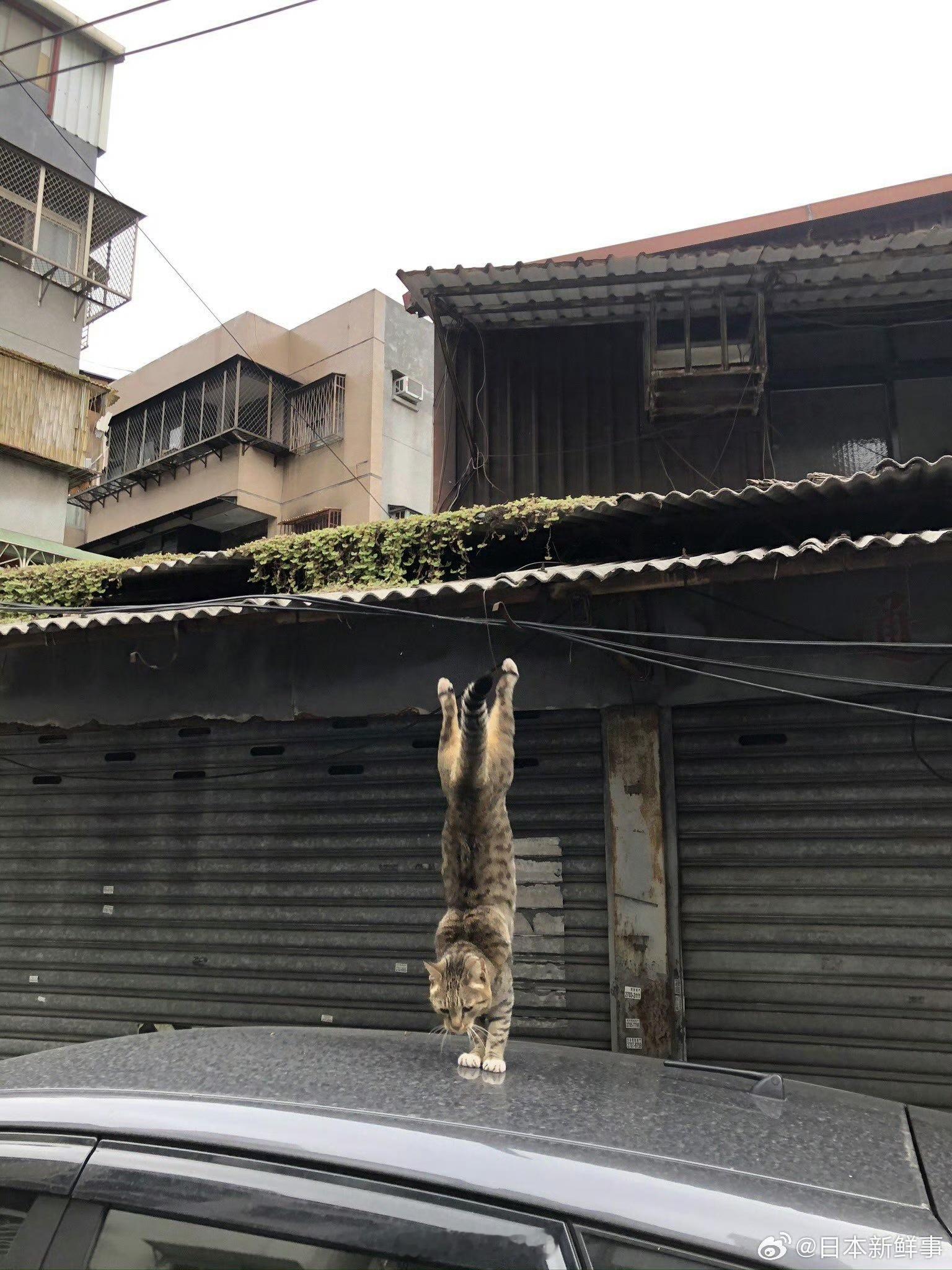 功夫喵 ​​​