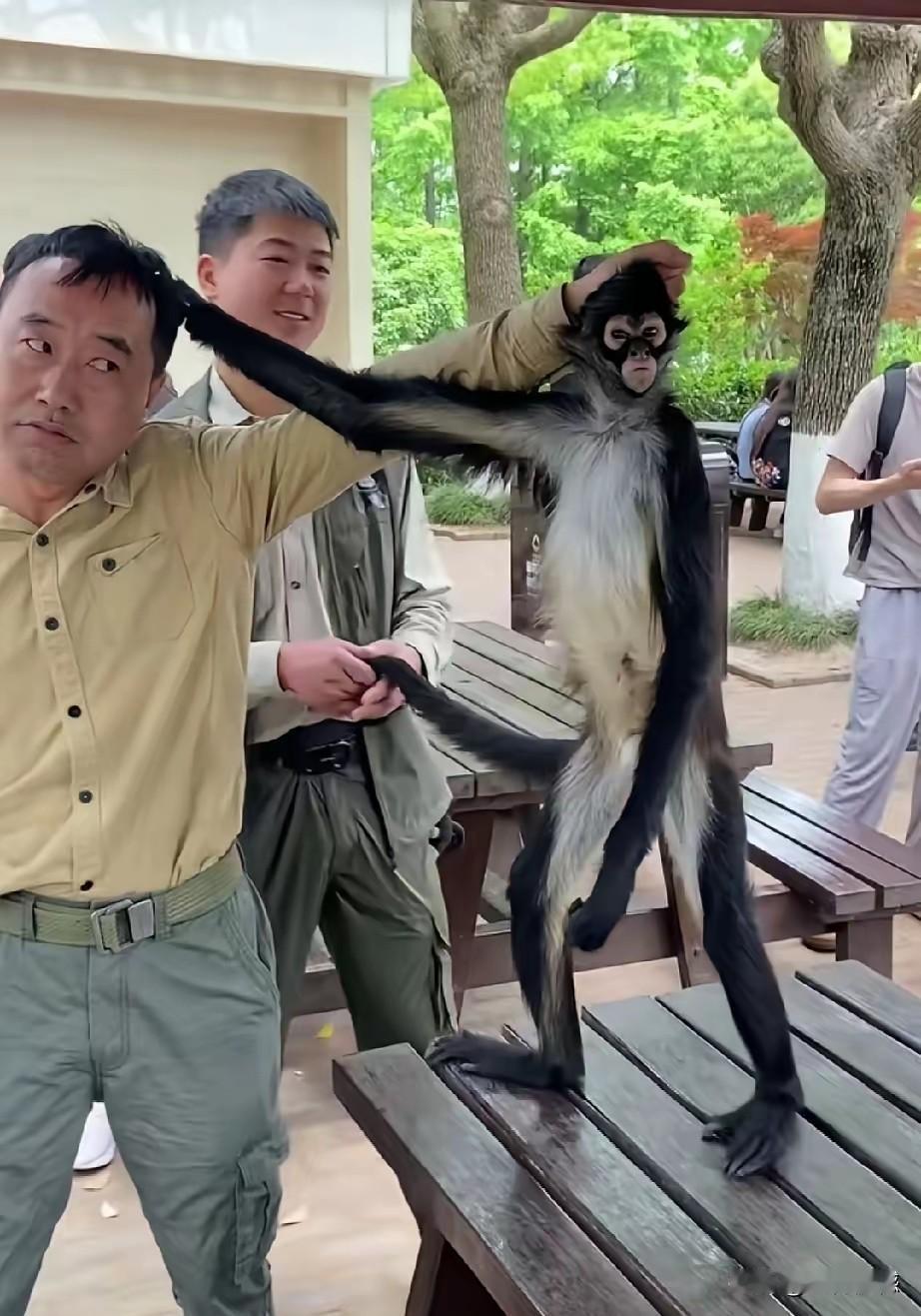 上海动物园的蜘蛛猴和饲养员互相薅头发的画面，把无数人都看笑了，第一次如此近距离的