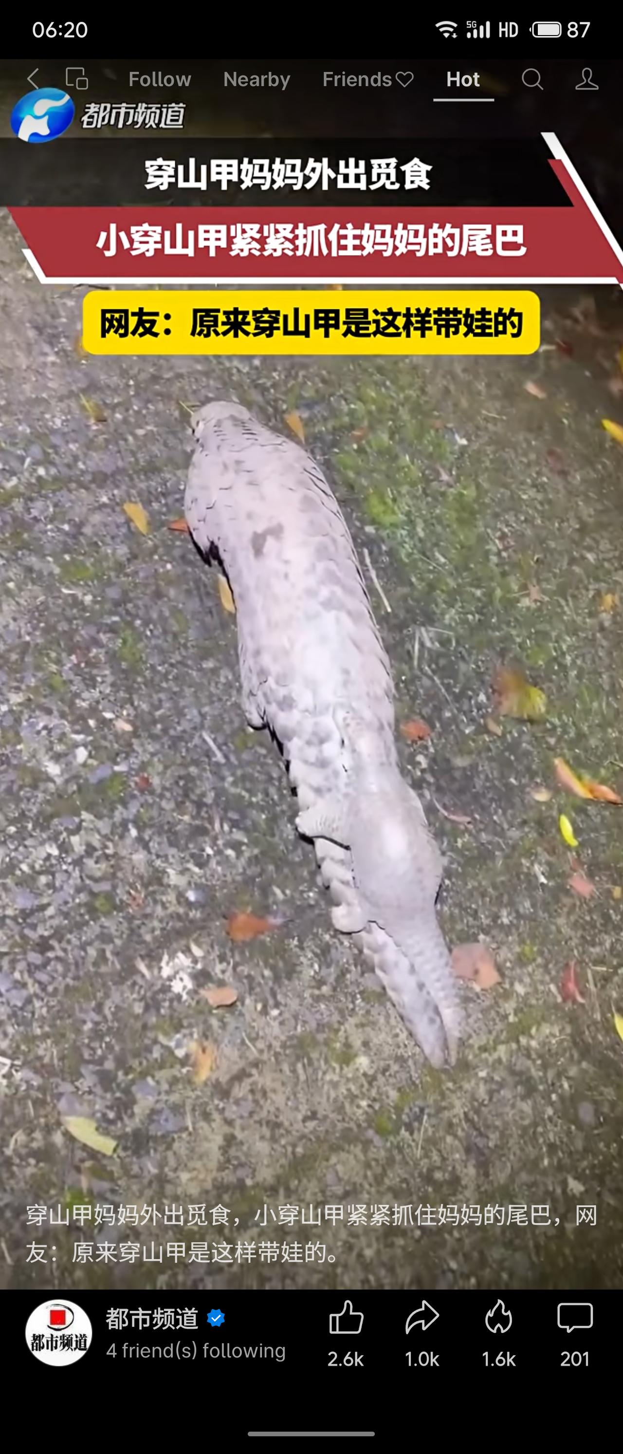 原来穿山甲是这样带娃的！妈妈外出觅食，宝宝紧紧抱住尾巴当“通勤车”，这硬核又温情