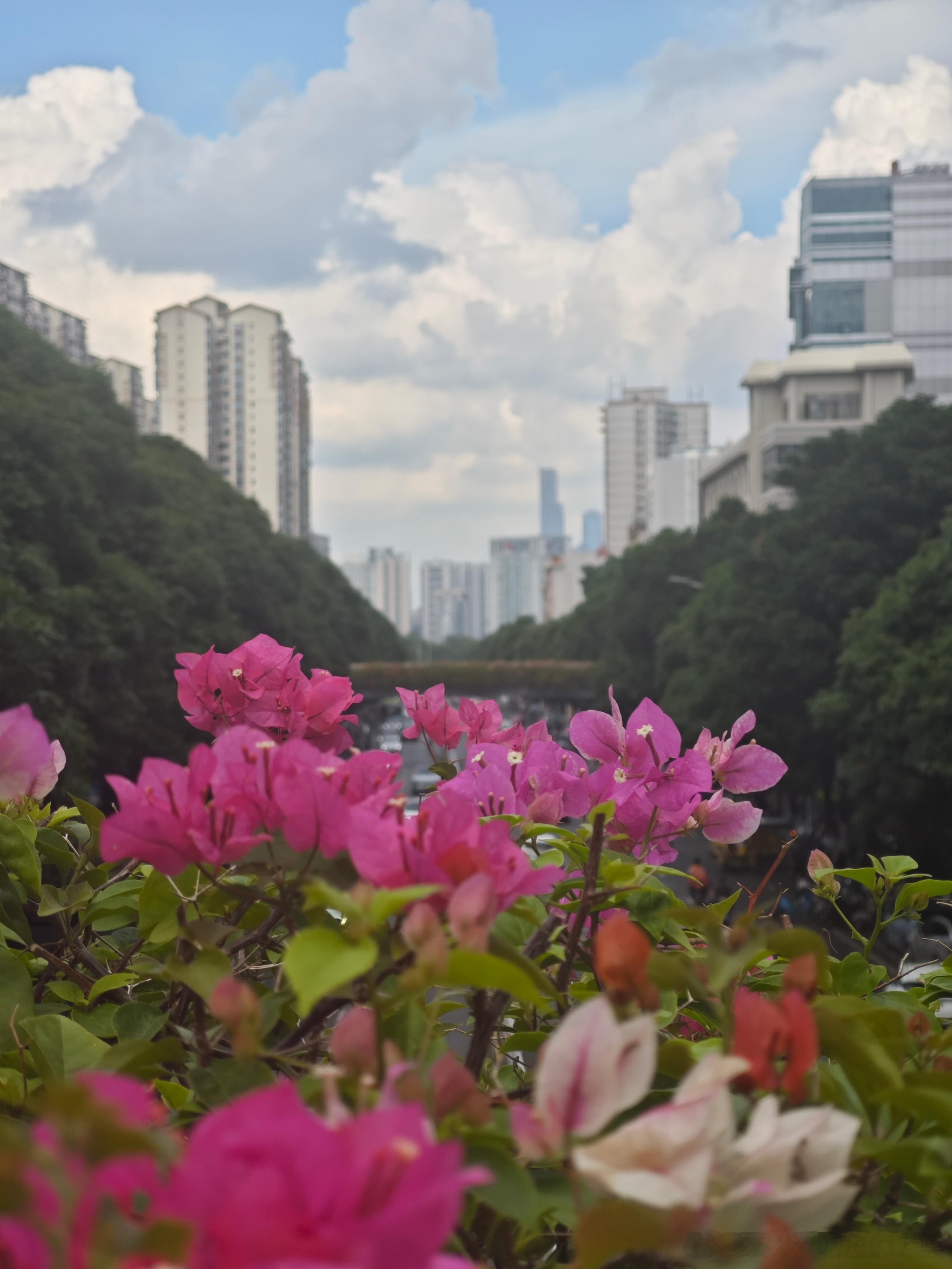 云朵和花朵相得益彰[doge] ​​​