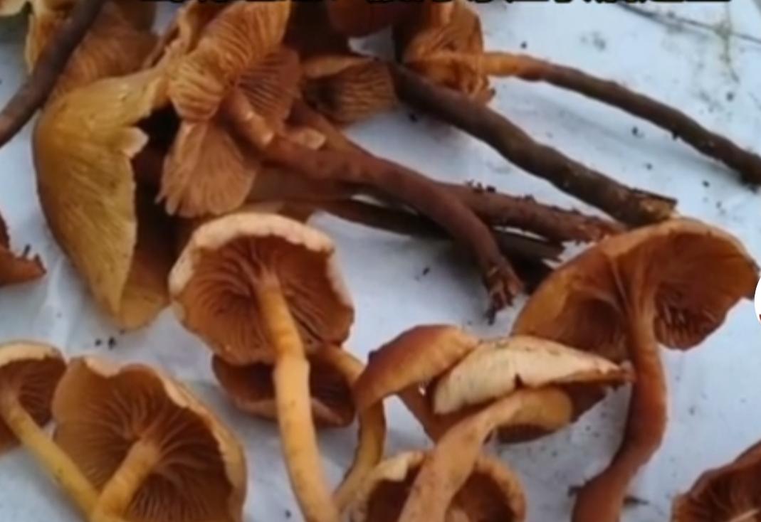 野生菌中毒3死2伤！
这东西你也见到过。
11月16日，贵州毕节市七星关区亮岩镇