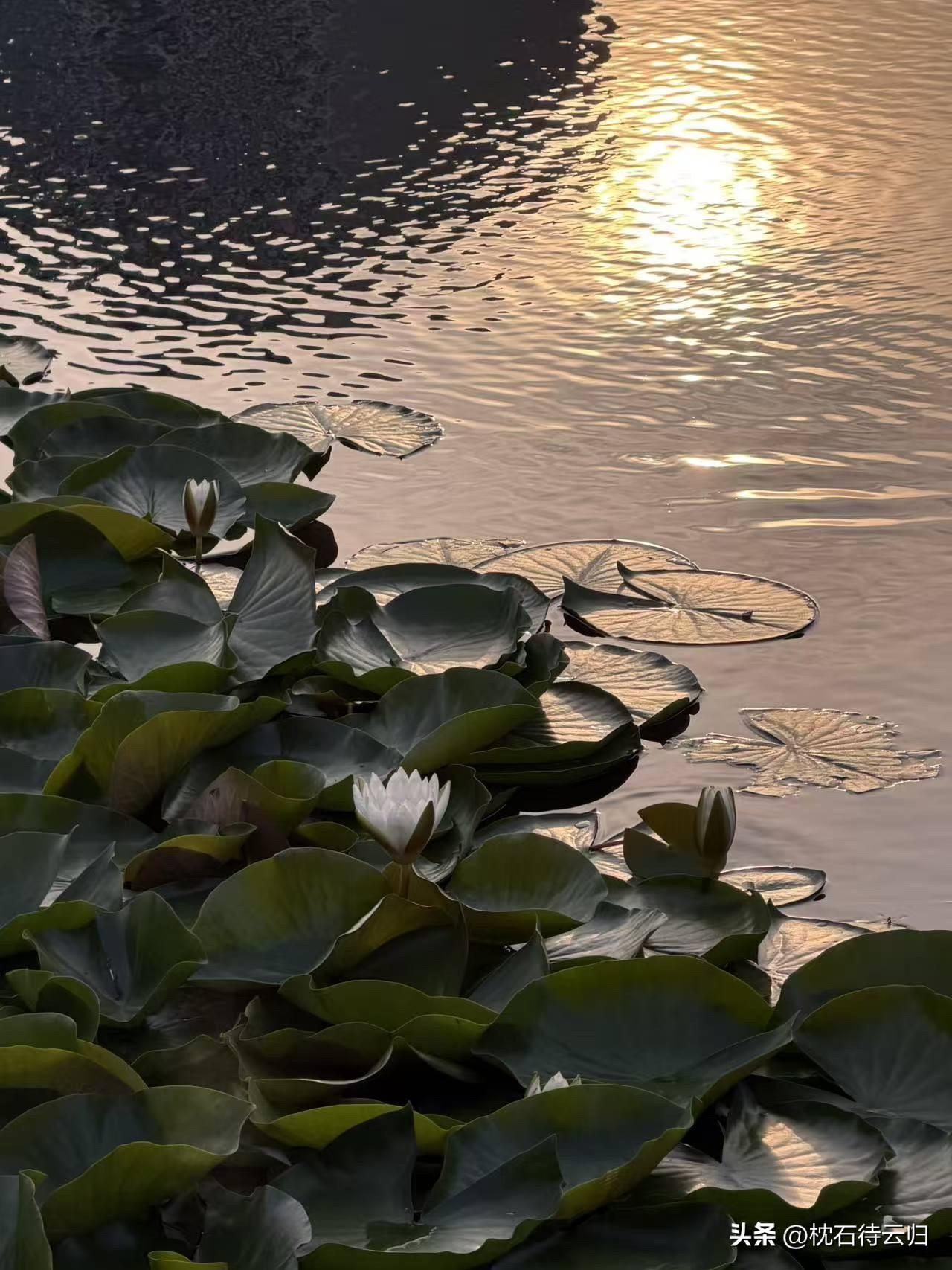 盛夏

人间五月雨雷多，忽暗忽明惊草窠。
露湿蛛丝空挂网，风吹螳臂勇挥戈。
柴门