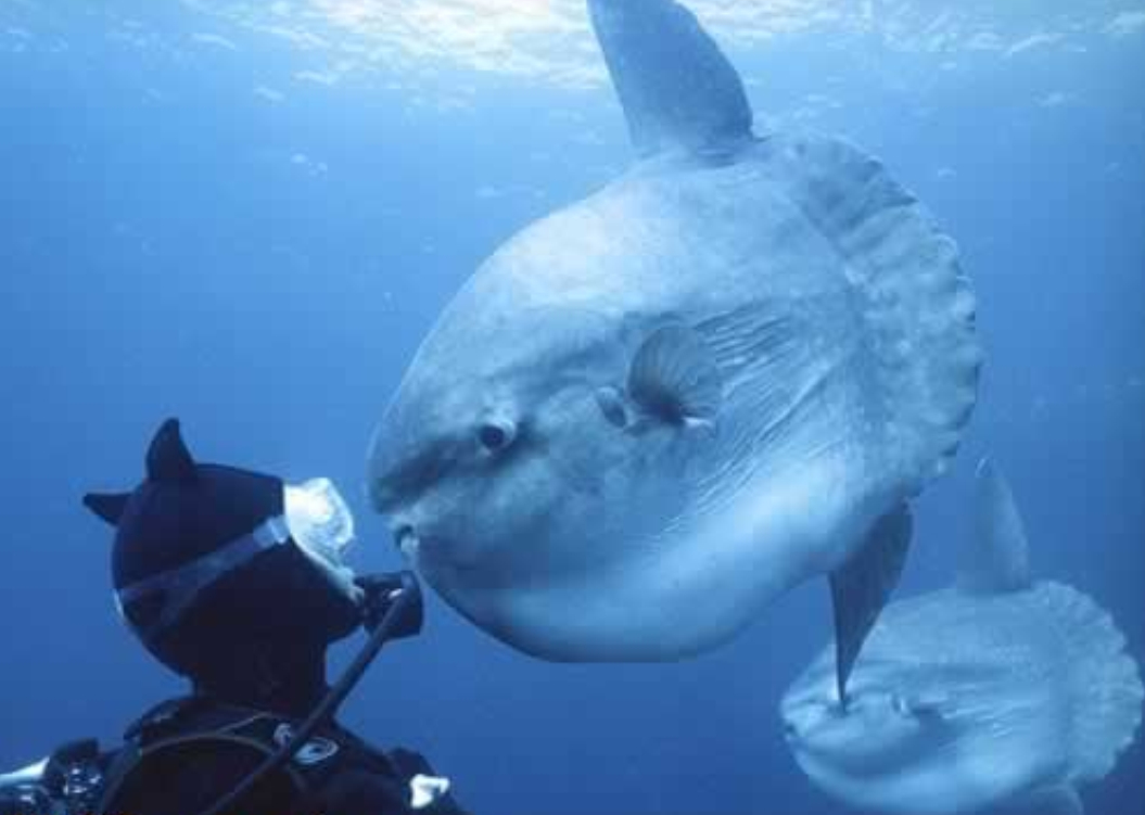 日本水族馆翻车鱼因没游客自闭 翻车长得奇奇怪怪的，没想到性格这么傲娇，没有游客居