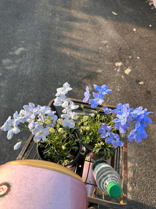 带一束春天回家