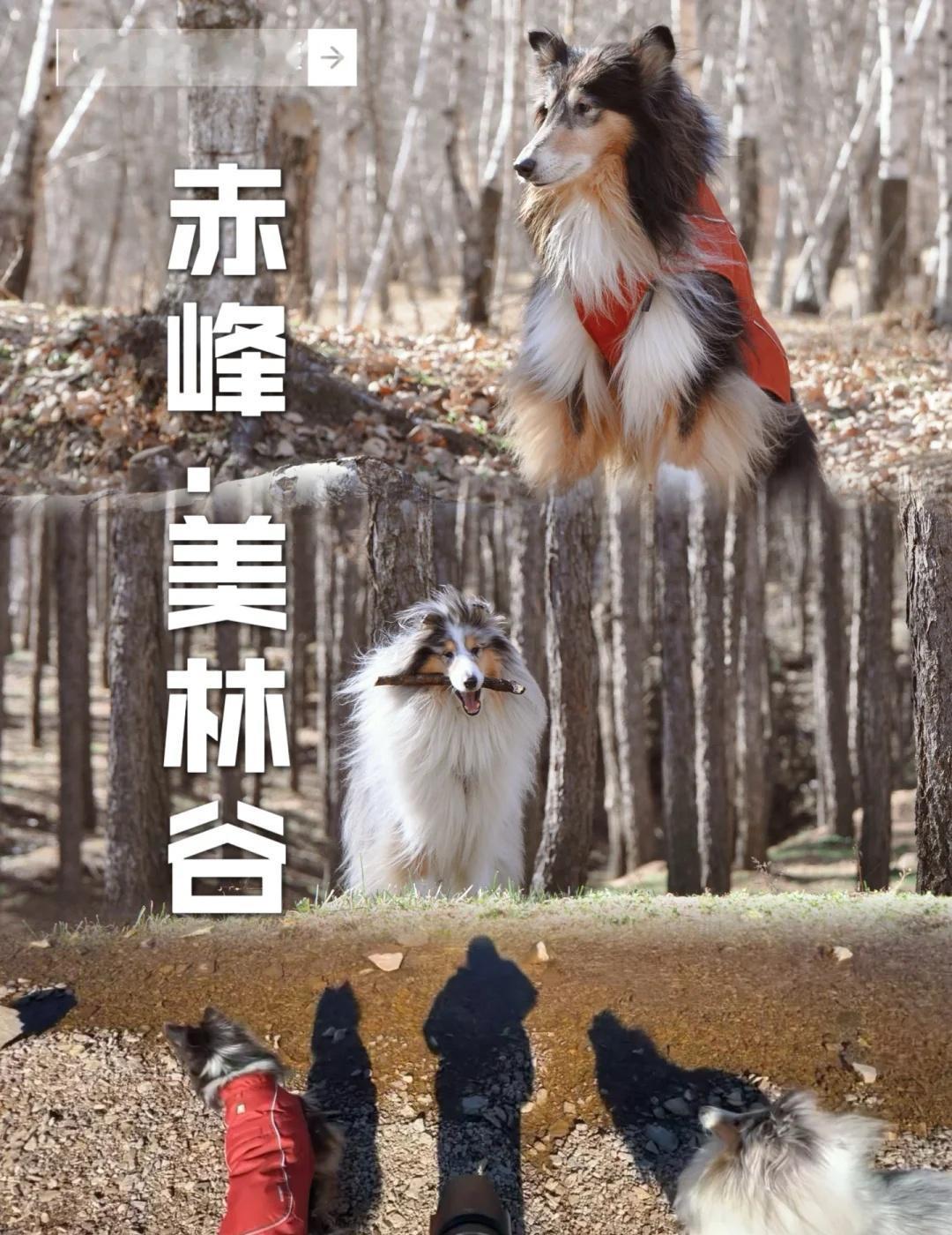 周末到内蒙｜赤峰美林谷⛰️
📅2025.10.26
📍美林谷
☀️感谢狗毛让