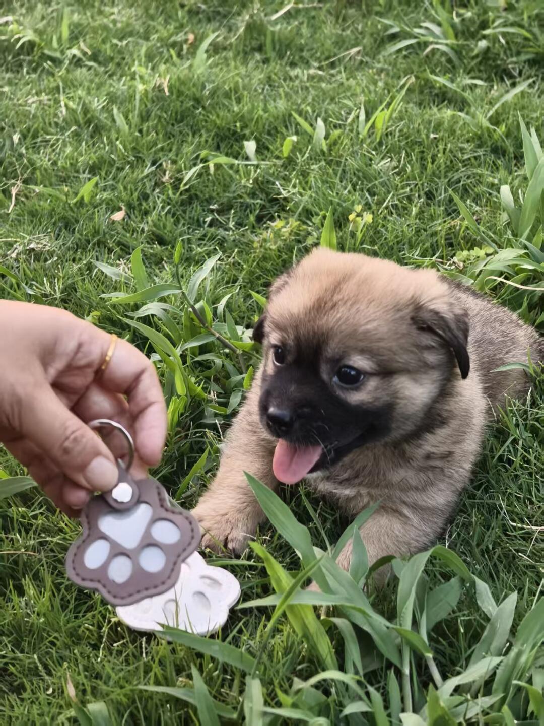 人，给你推销宝宝的爪爪钥匙扣！