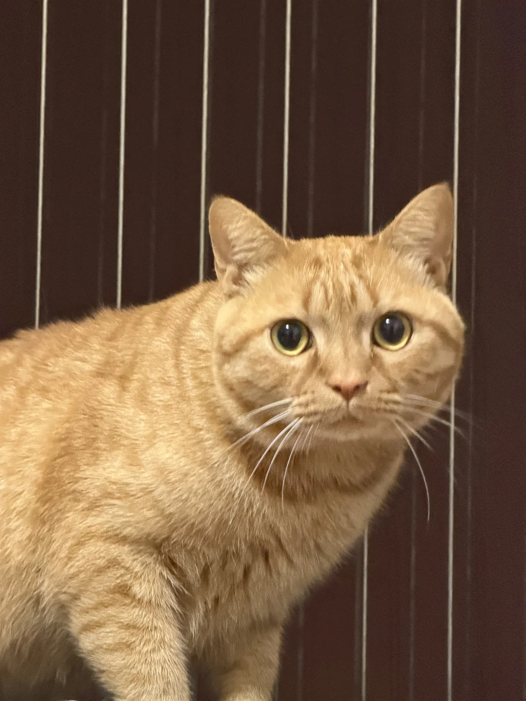 小猫：你再看我？