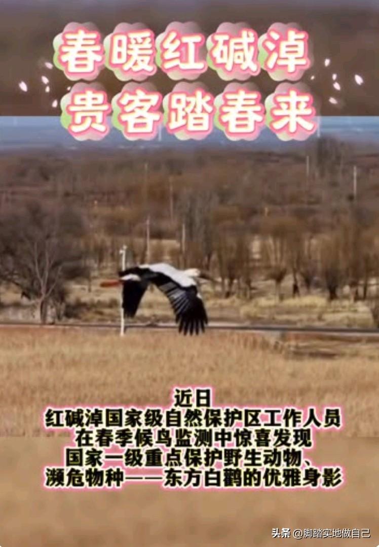 太惊喜！榆林红碱淖迎来东方白鹳翩然降落！
 
家人们！榆林生态真的越来越棒了👏