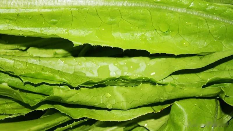 看到这上联“油麦菜叶沾水珠”，画面感十足，绿油油的油麦菜上挂着晶莹的水珠，清新又