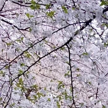 🌈ʍօʀռɨռɢ ☼ 𖥧𖤥𖡼𖥧*.☀️ 人生中，比起互相搀扶着成长，单