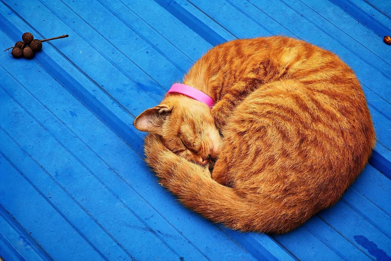 倦了，卷了#猫咪#