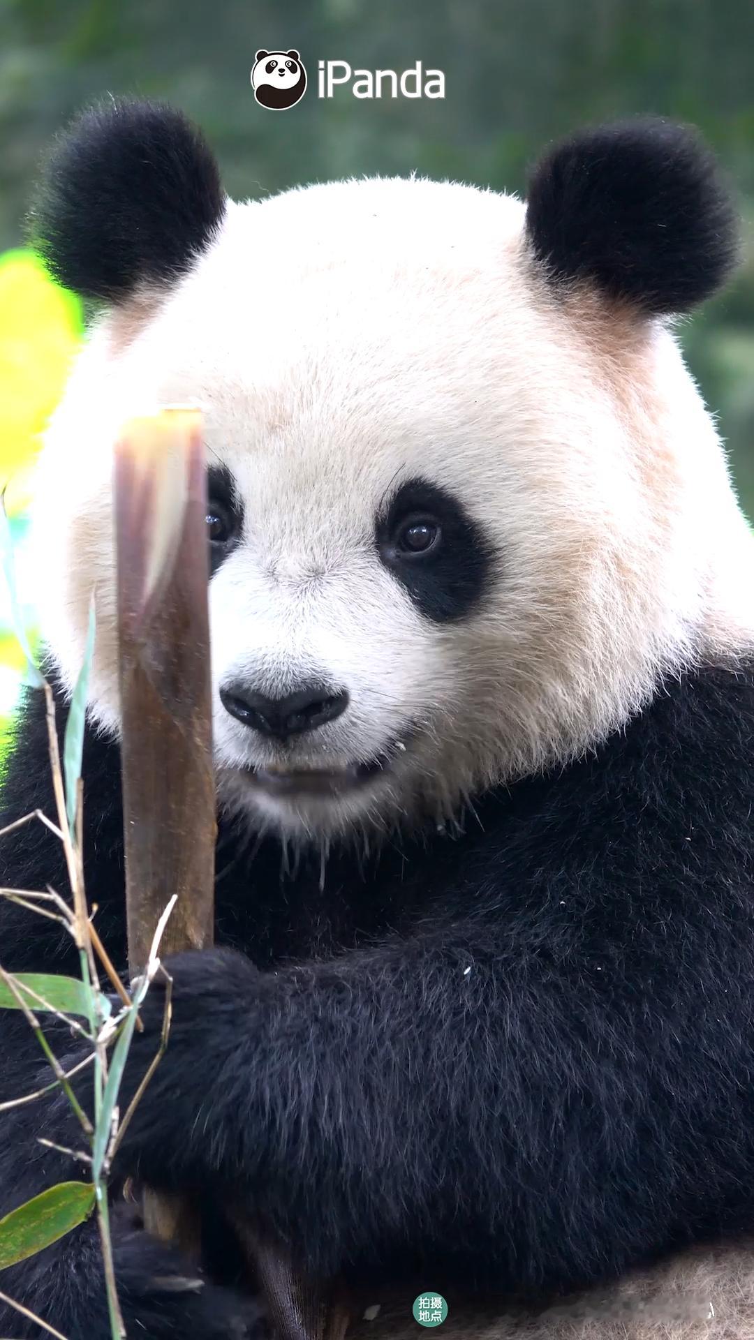 一眼沦陷，万年心动真的永远会被大熊猫的颜值惊艳大熊猫乔春雨 熊猫趣图
