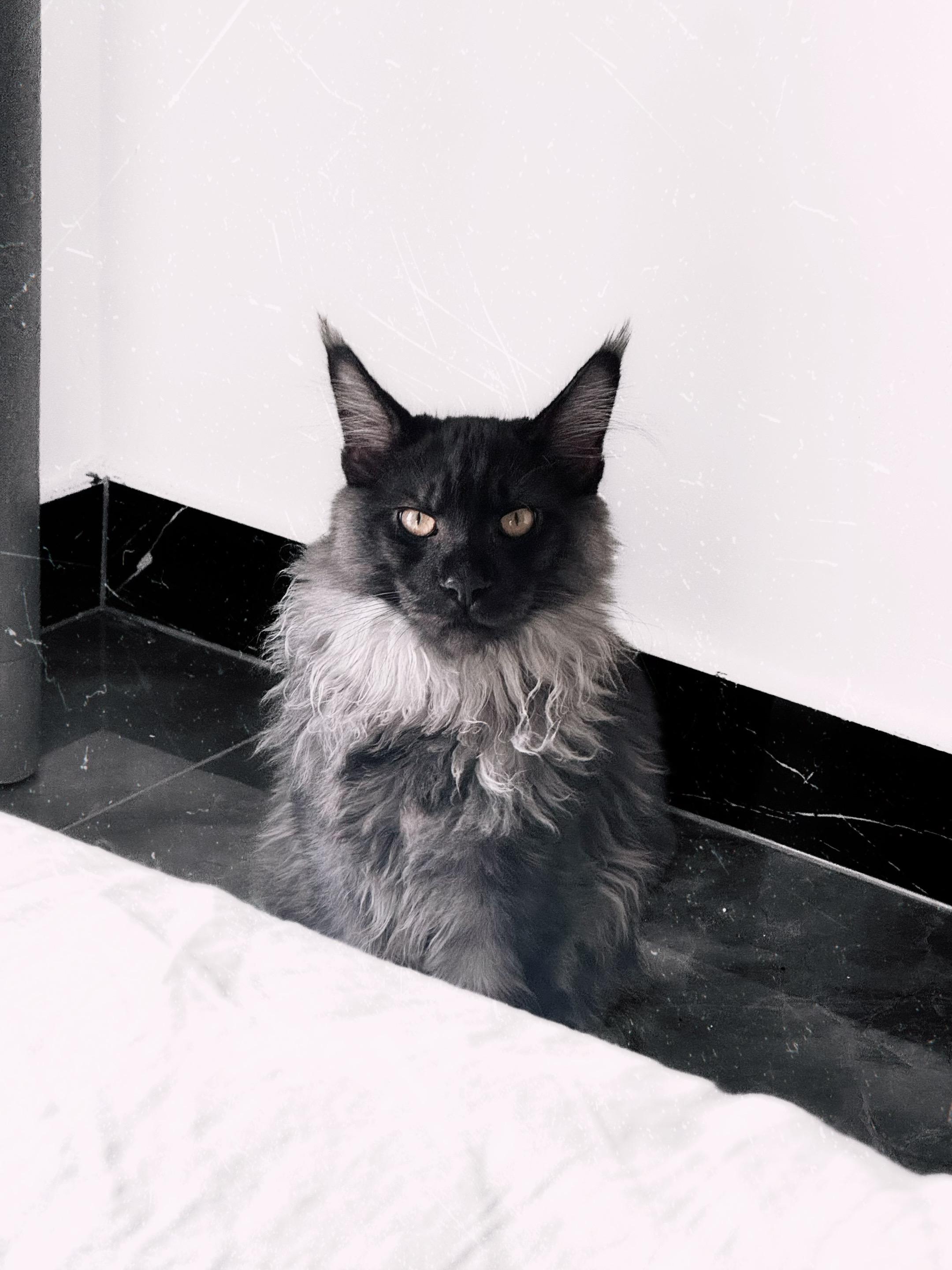 你们那软绵绵的小猫就别配硬曲了。