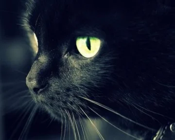 伽蓝寺中修炼的猫妖