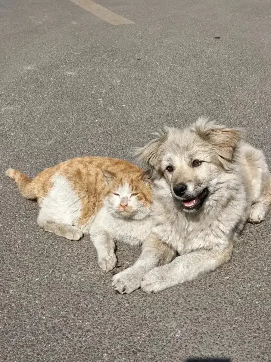 世间少不了小猫小狗的陪伴，它们是我们亲爱的伙伴，无论是街头巷尾的流浪猫还是无家可