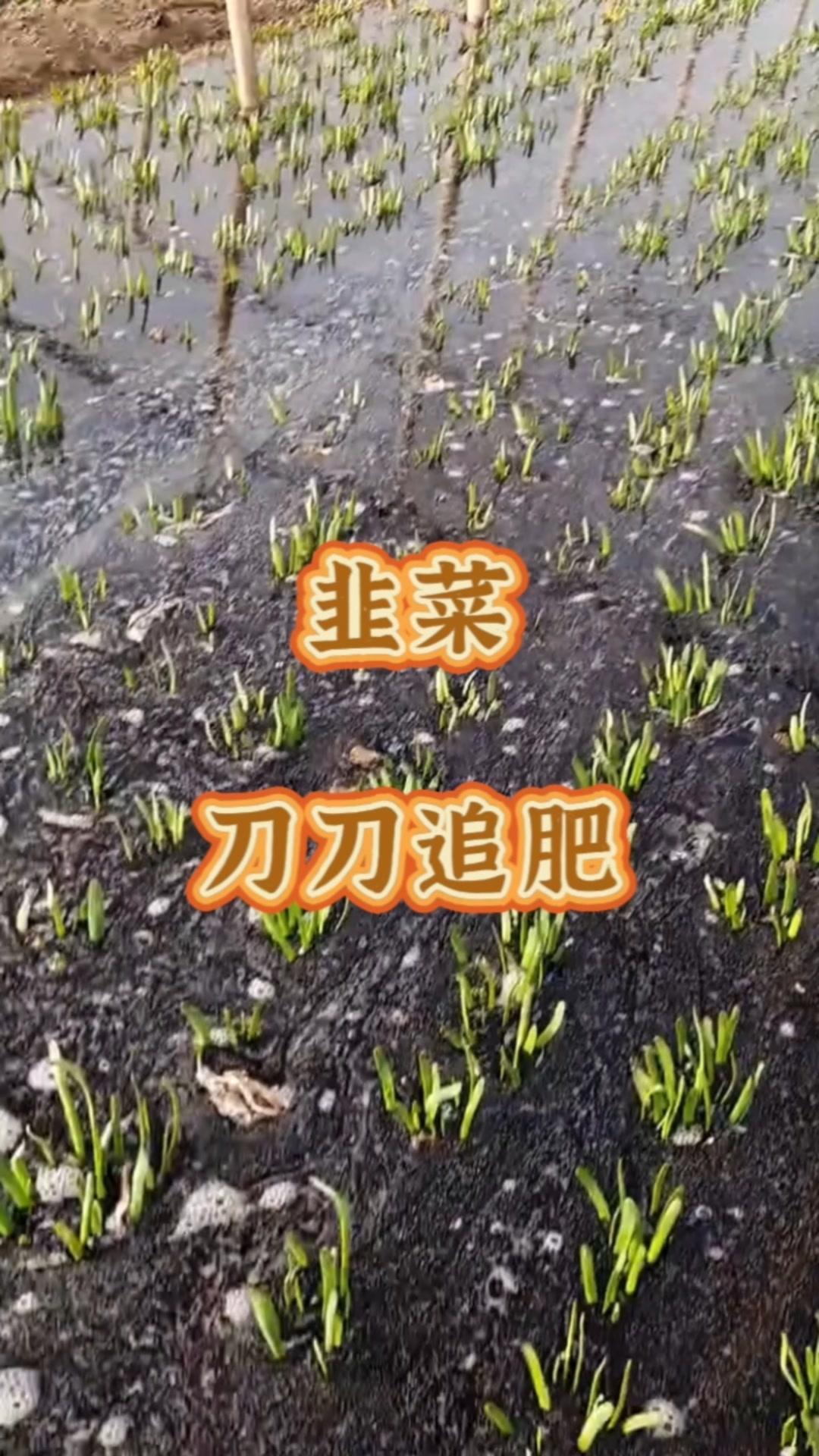 ✨每次收割韭菜，伤口愈合，新叶长出后，都必须施肥浇水一次。
✨切记不要在收获后立