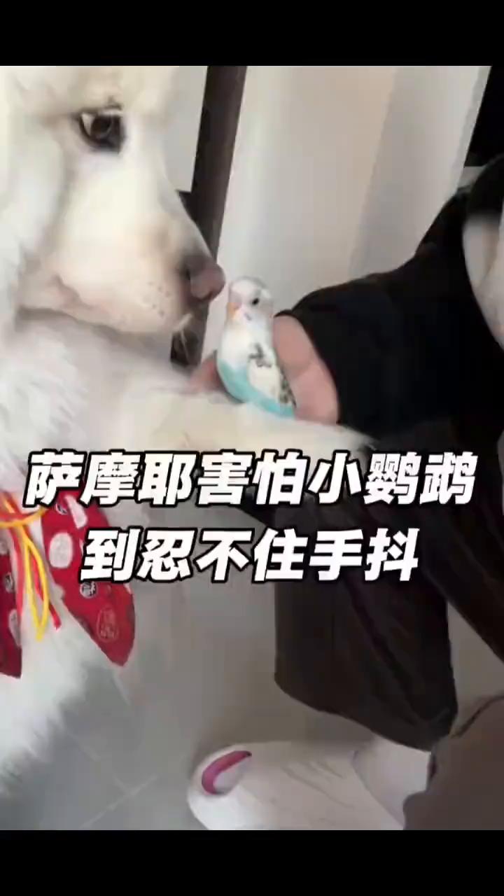 萨摩耶害怕小鹦鹉，到忍不住手抖。
晨报。
狗狗在花鸟市场看中一只小鹦鹉，主人买回