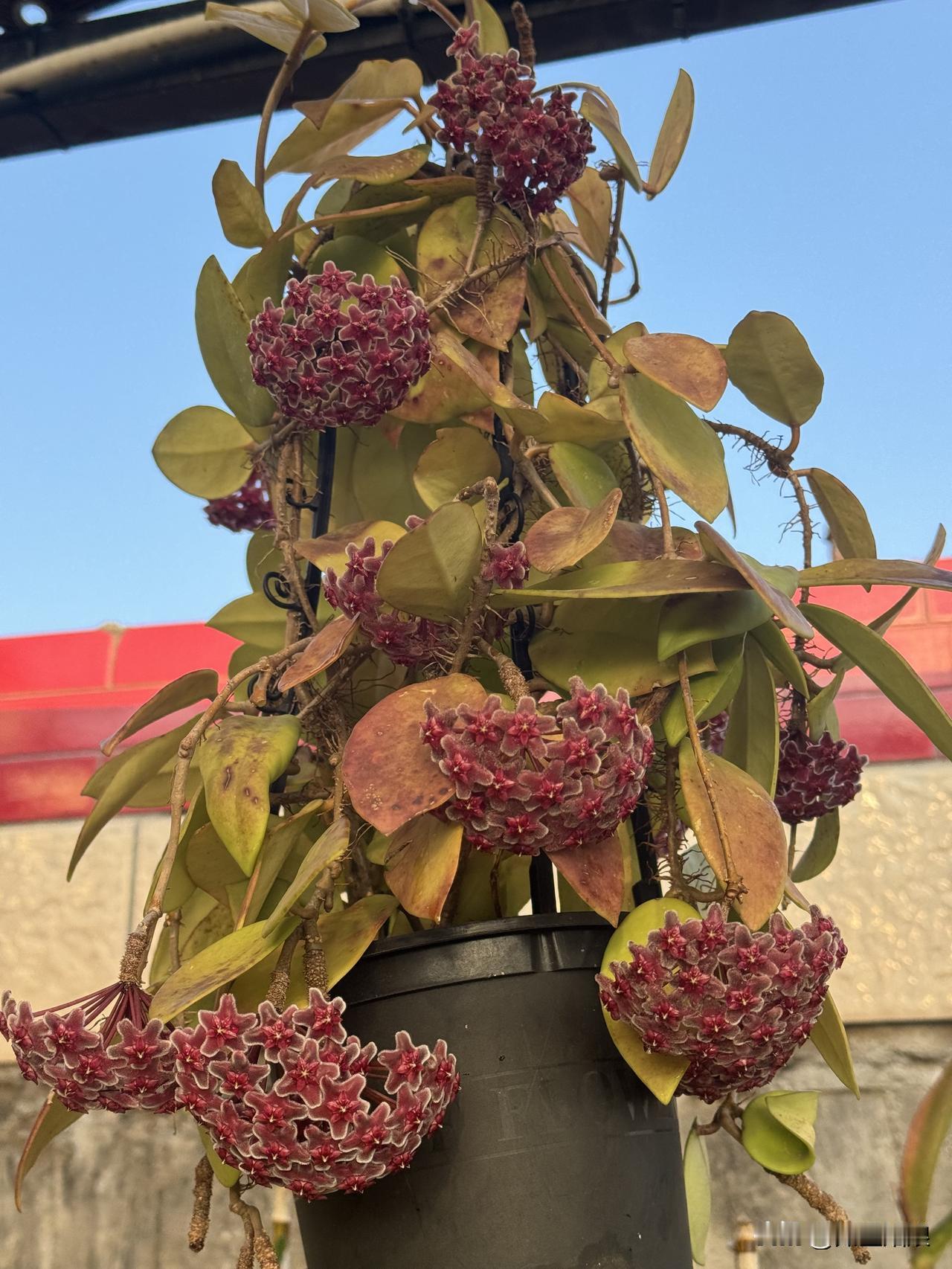 春日里欣赏漂亮的球兰简直是一种享受！球兰可是优良的室内盆栽绿植，集观叶、赏花、闻