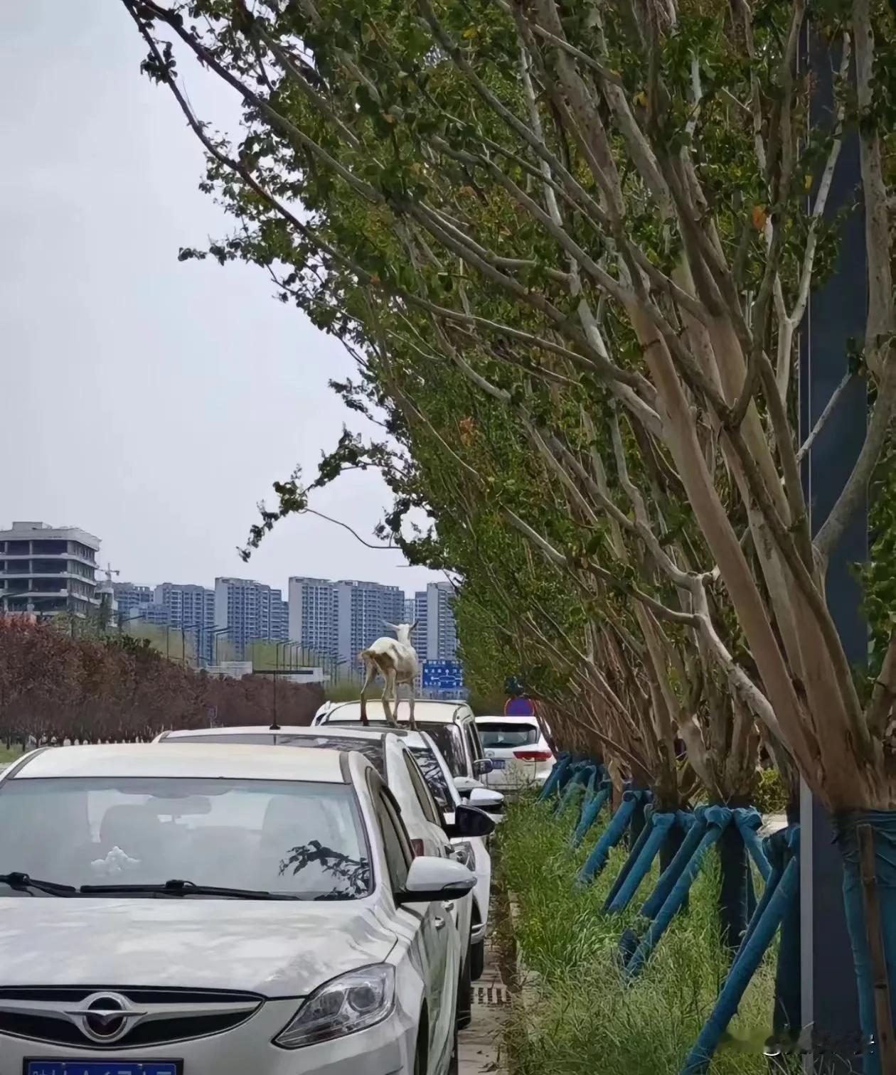 我们的城市很大
容得下车水马龙
我们的城市又很小
连一头羔羊都没有立足之地