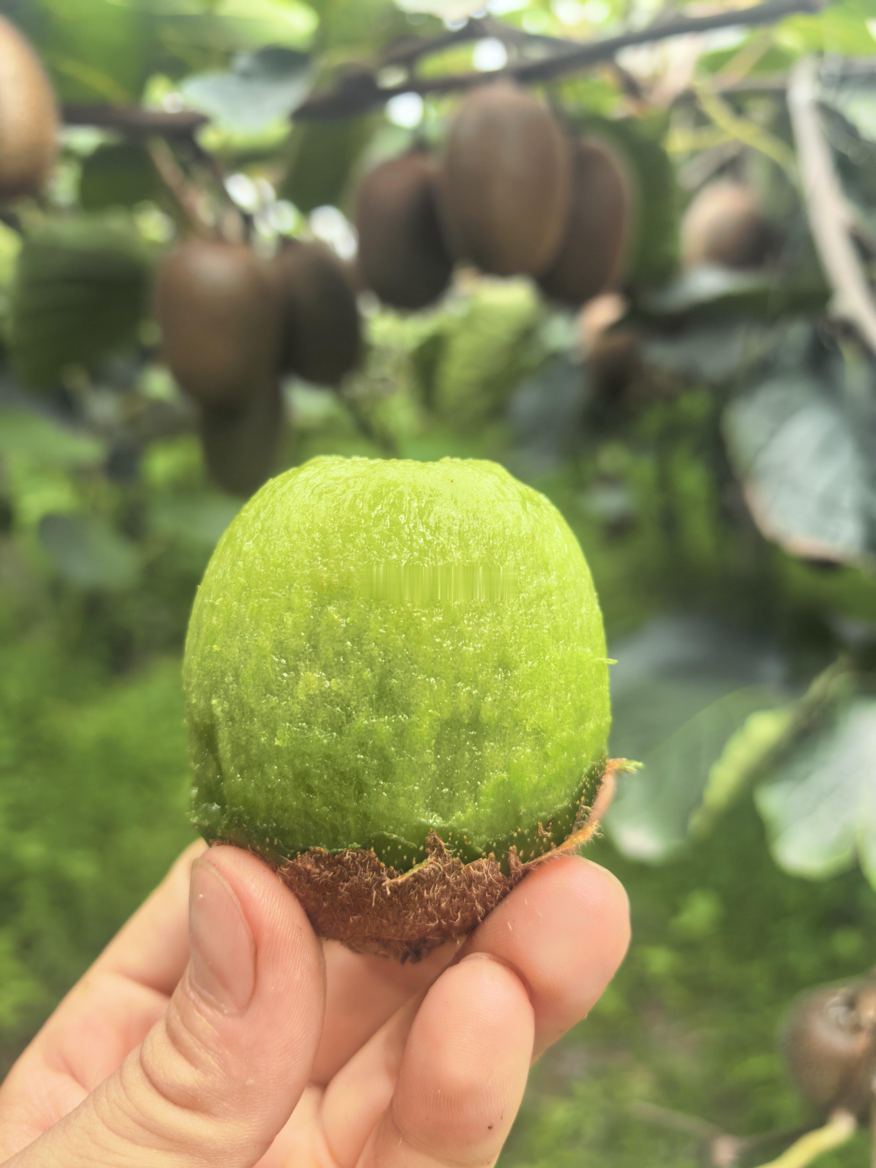 奇异果名字来源于新西兰的国鸟几维鸟,因为果子和鸟长得像,叫kiwifruit。它