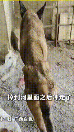 洪水失散10天！马犬历经艰险独自找回主人，重逢一幕催人泪下
广西百色马犬“战狼”